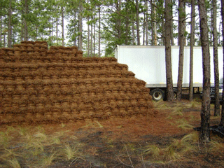 A load of freshly raked Pine Straw getting ready to get loaded into a trailer.