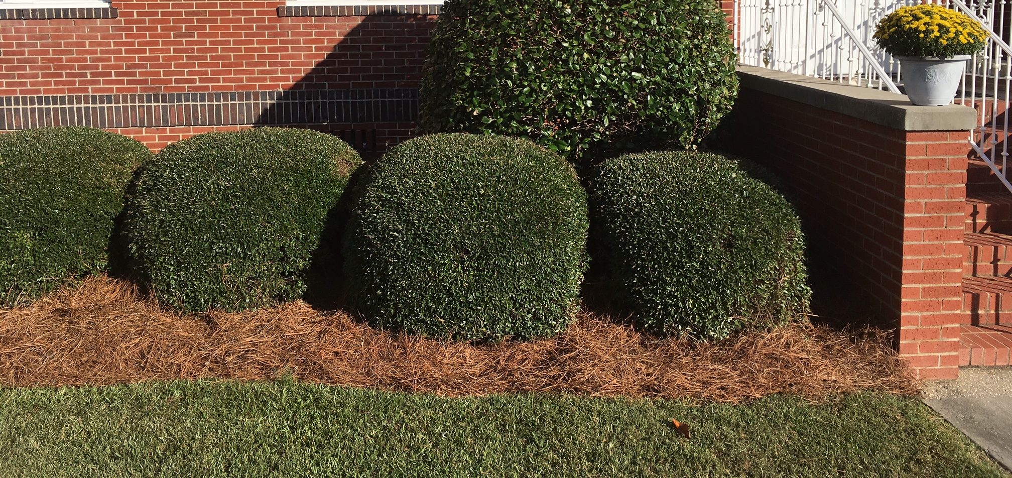 Pine straw mulch around shrubs.