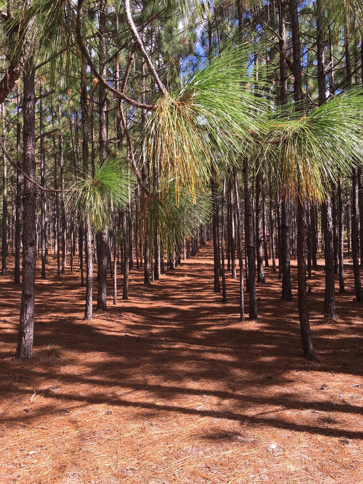 longleaf-pine-trees.jpg