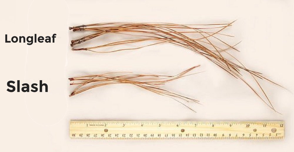 FullSizeRender  comparing Longleaf vs Slash.jpg