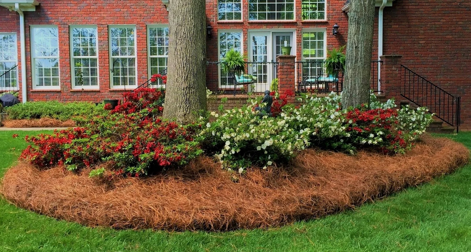 Pine needles as mulch