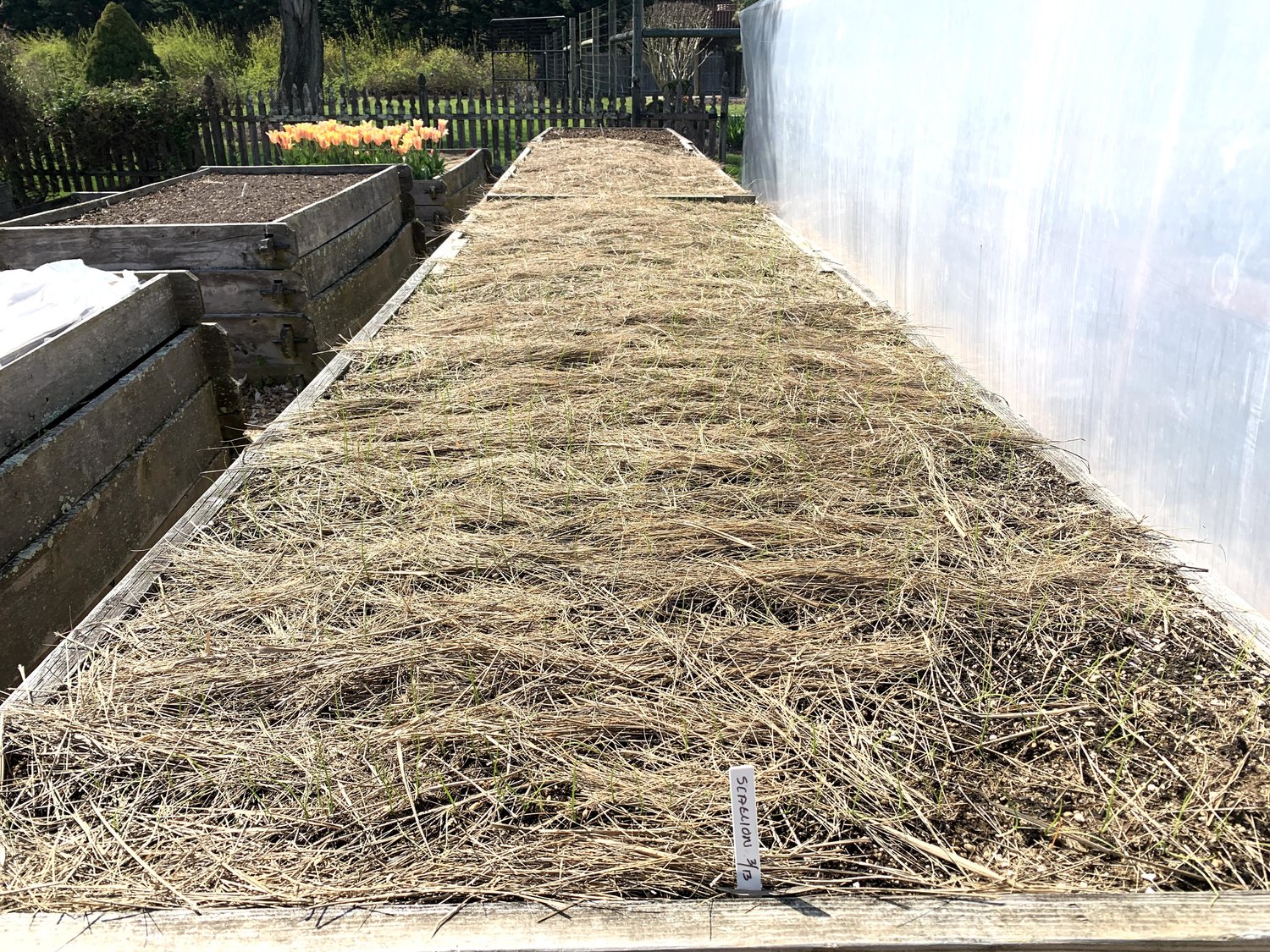 Salt Hay Organic Vegetable Garden Mulch