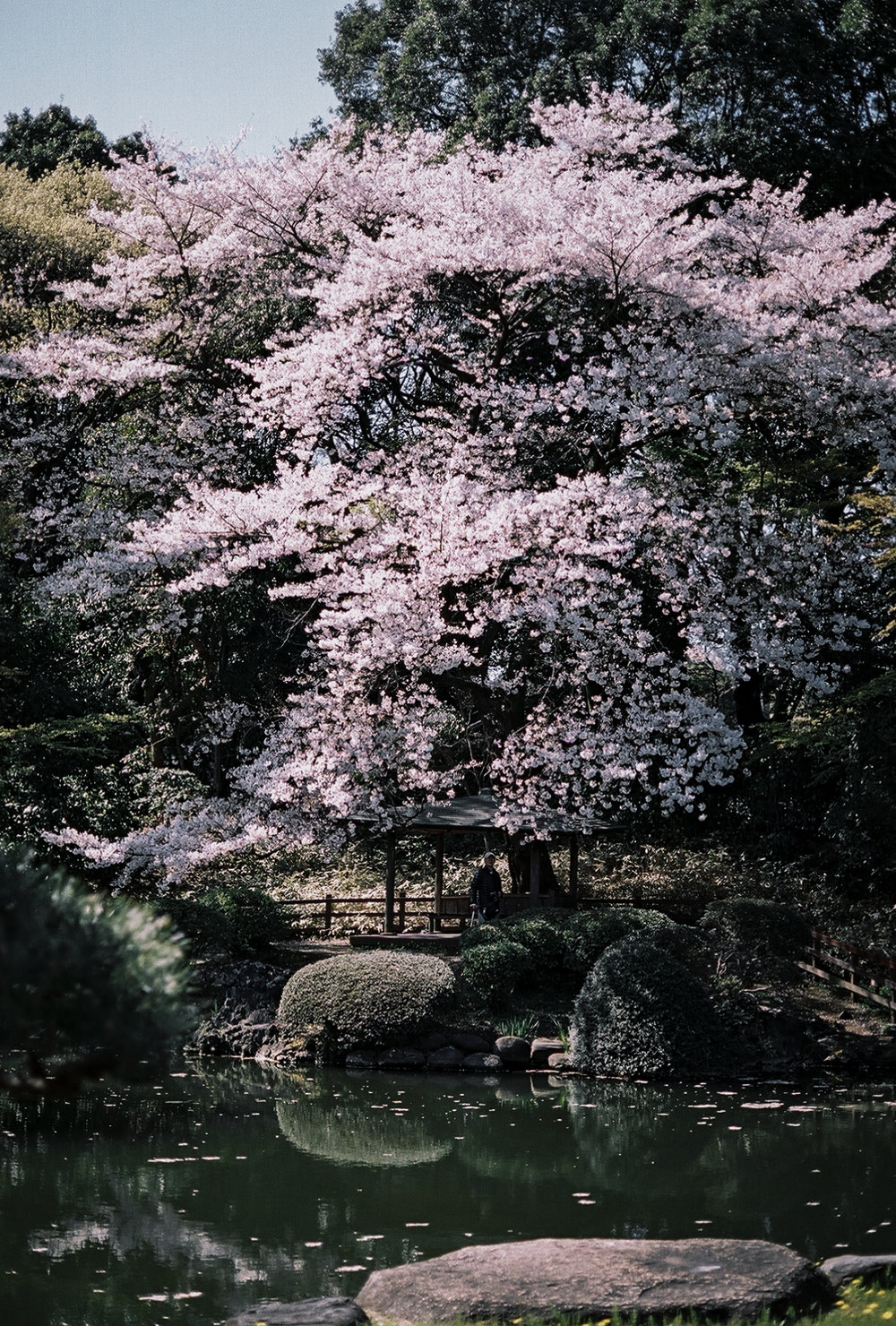 sakura (1 of 104).jpg