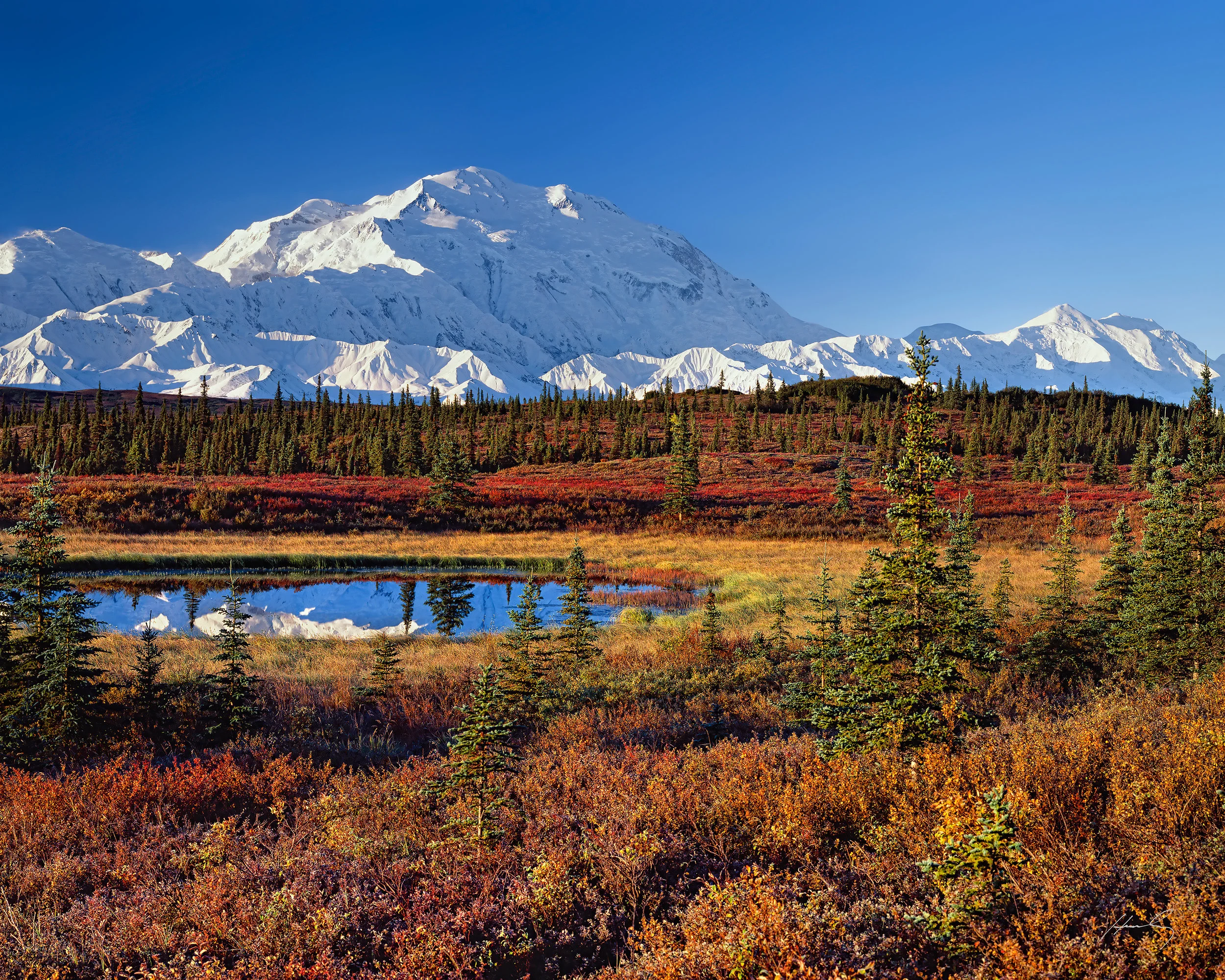 “Denali Morning” Denali N.P., Alaska