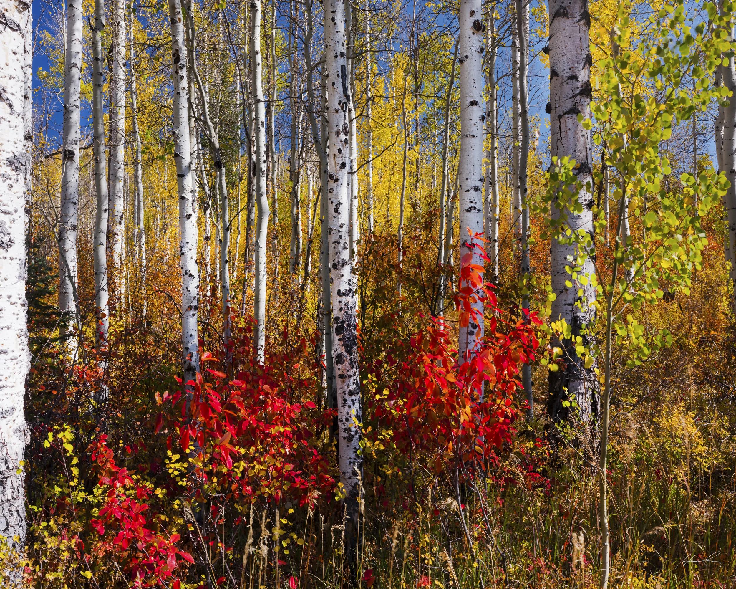“Red and Gold” McClure Pass, Colorado