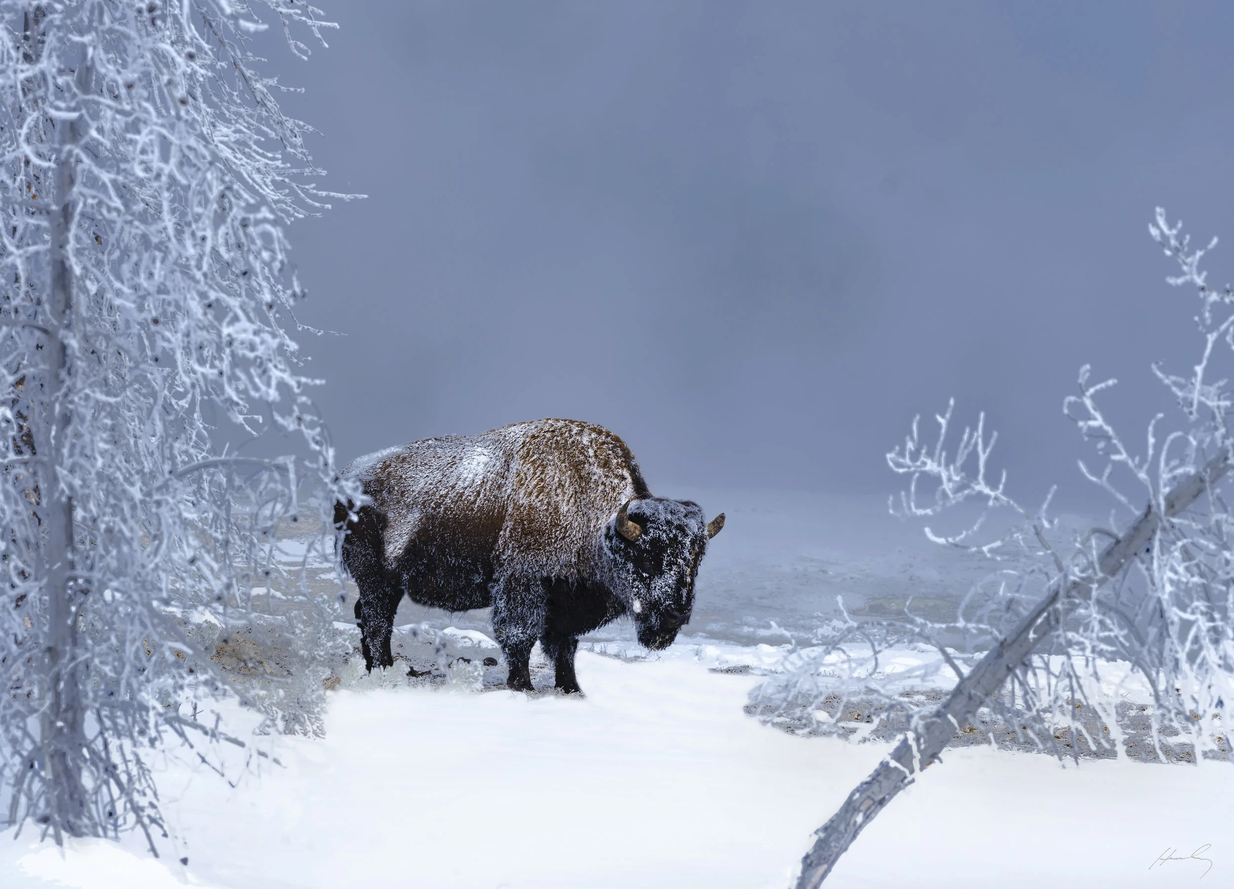 “Buffalo at 27 Below Zero” Yellowstone N.P., Wyoming