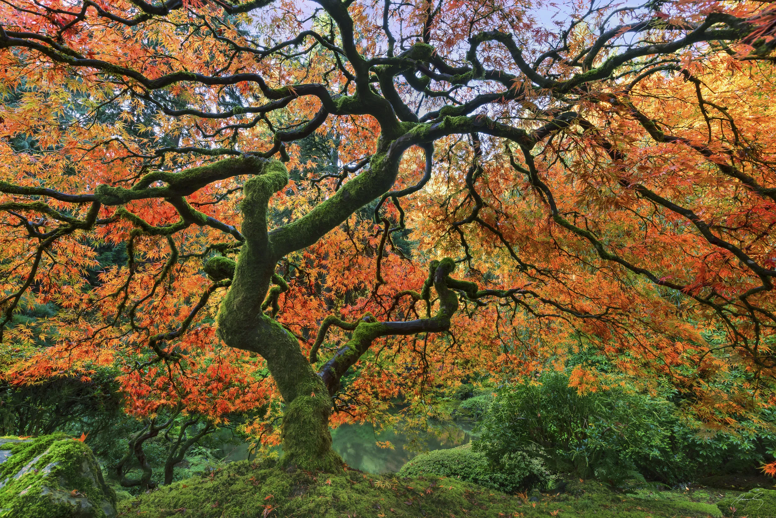 “Fall Delight” Portland,Oregon