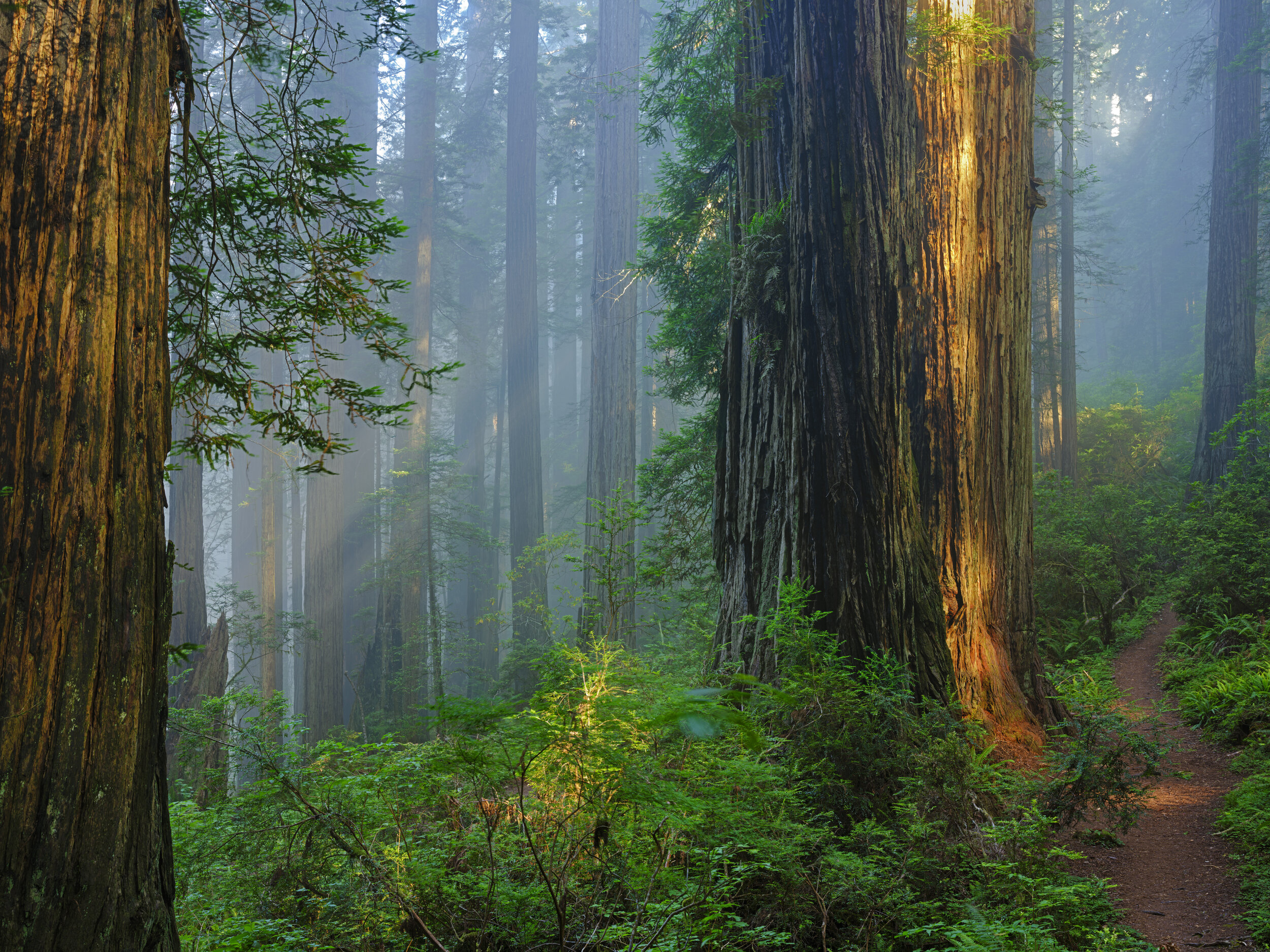 Del Norte Coast Redwoods SP