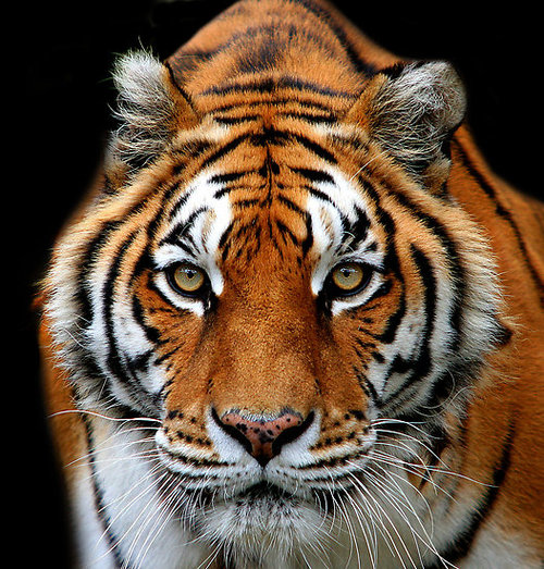 tiger.jpg