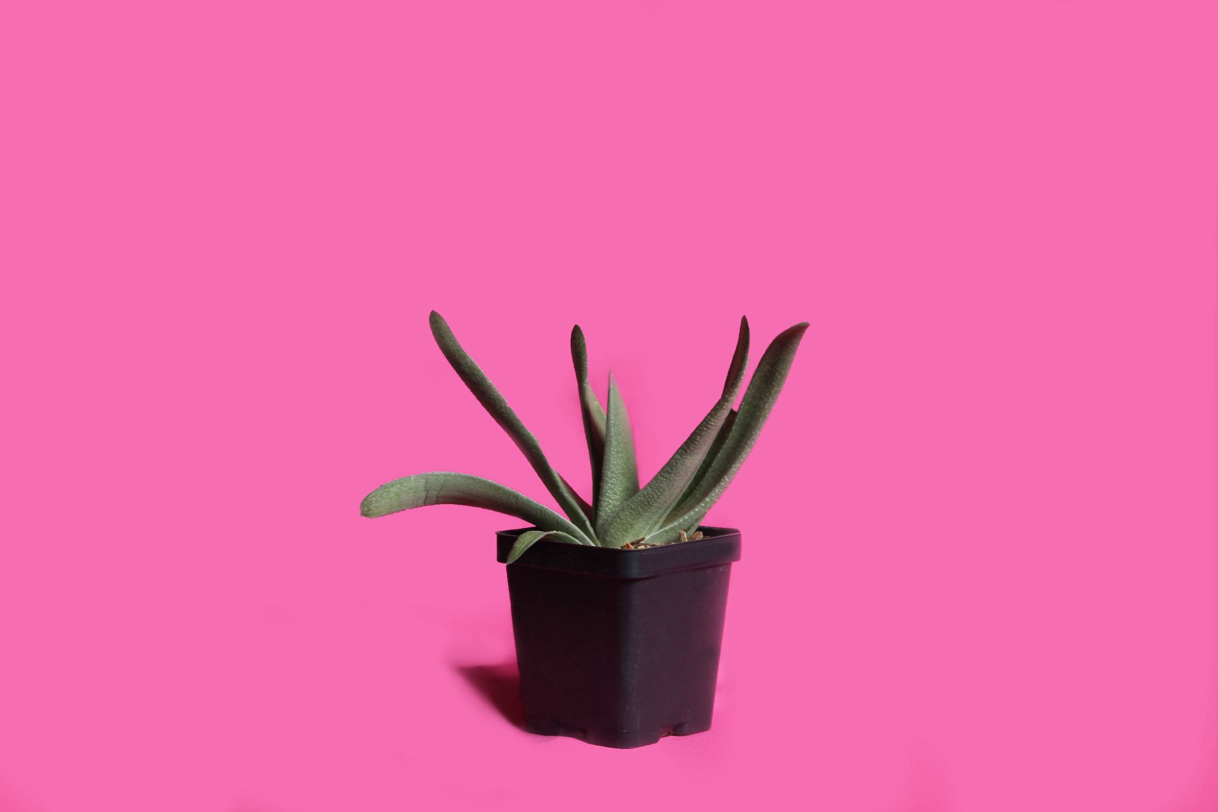 plant.jpg