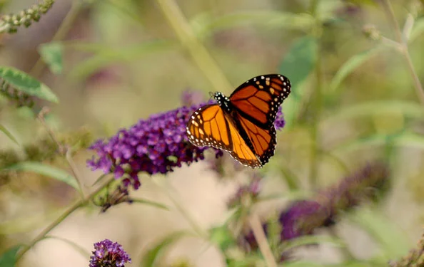monarch.jpg