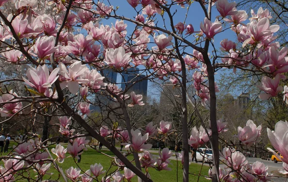 Magnolias.jpg