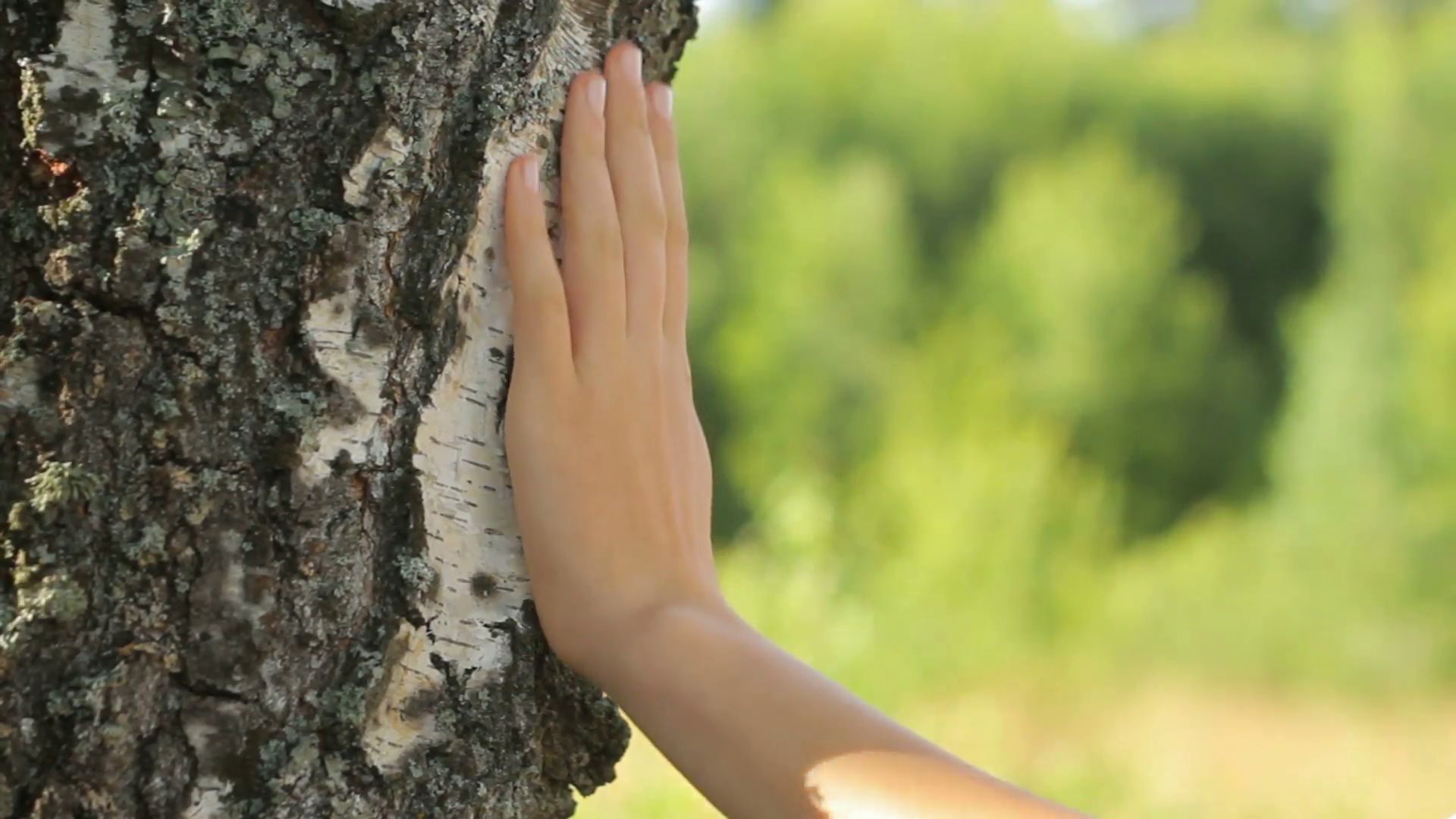 environmentalist-caring-the-nature-hand-touching-a-tree-static_r1oqkvkls__F0007.png
