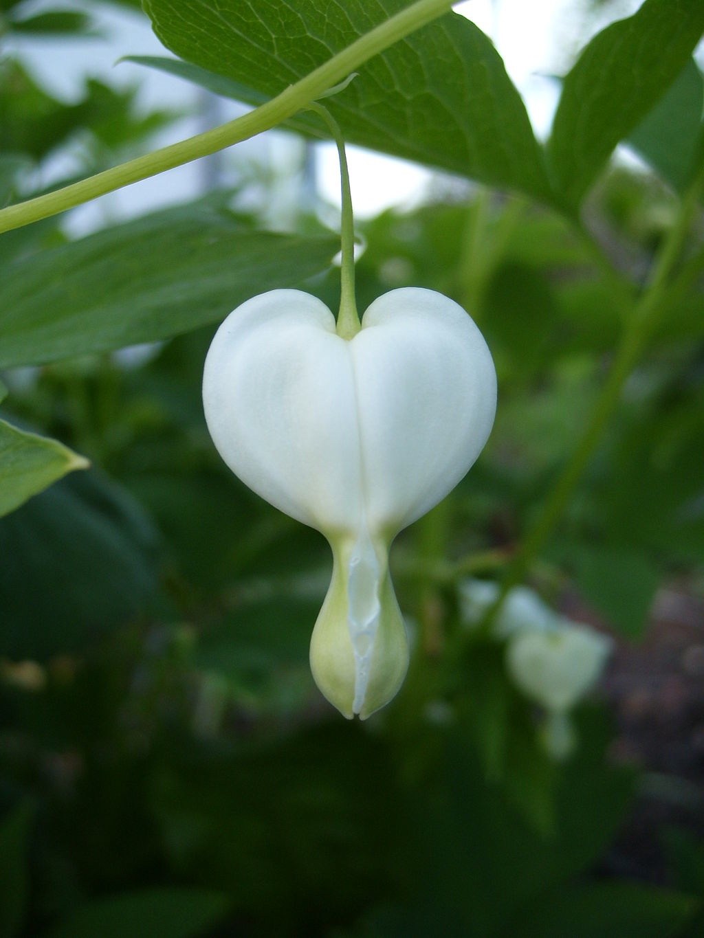 Nature Heart 2.jpg