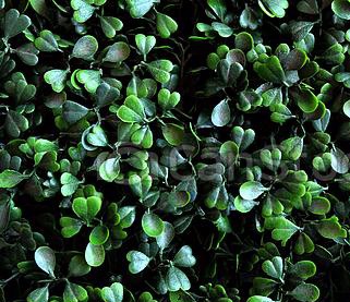 dark-green-color-of-the-heart-leaves-picture_csp48438316.jpg