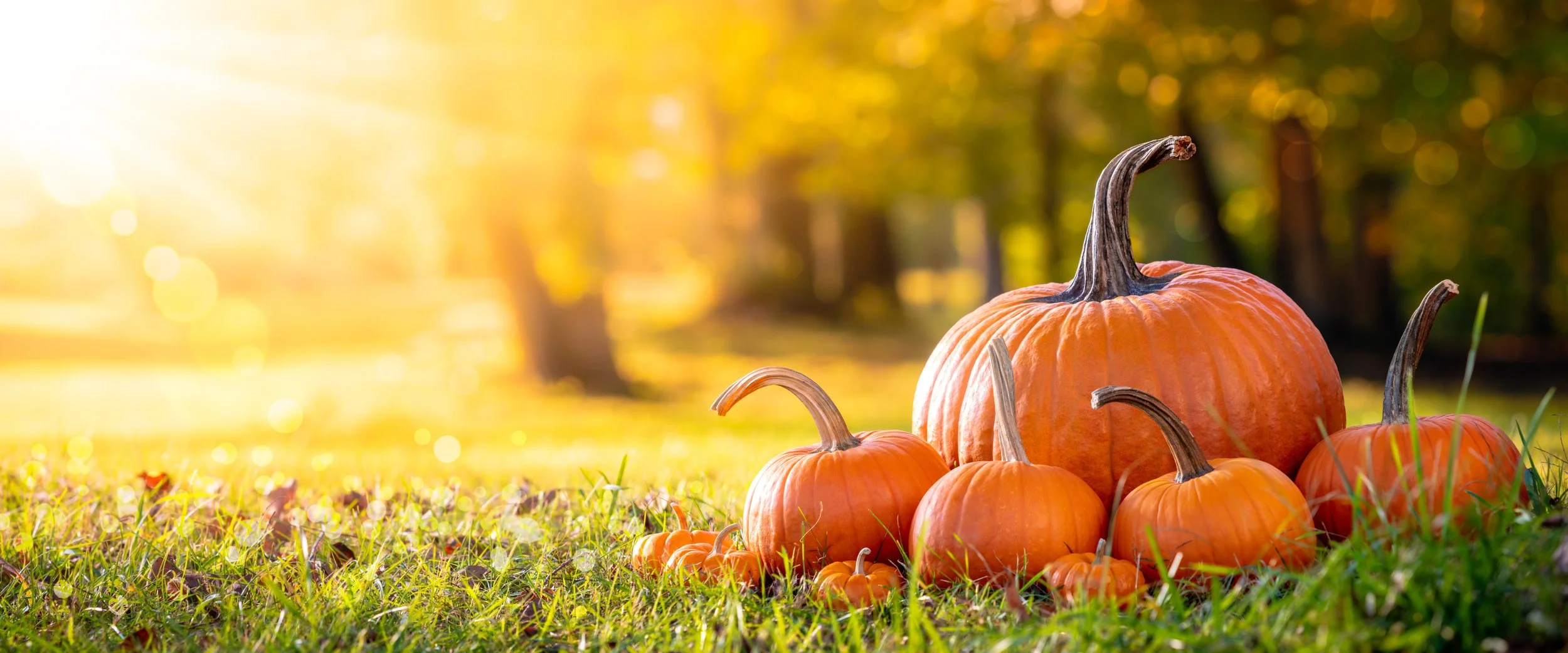 Fall Pumpkin Meditation