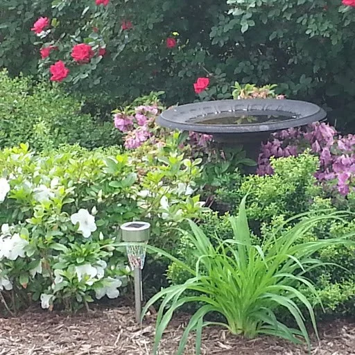 My backyard garden in the springtime. I love flowers!