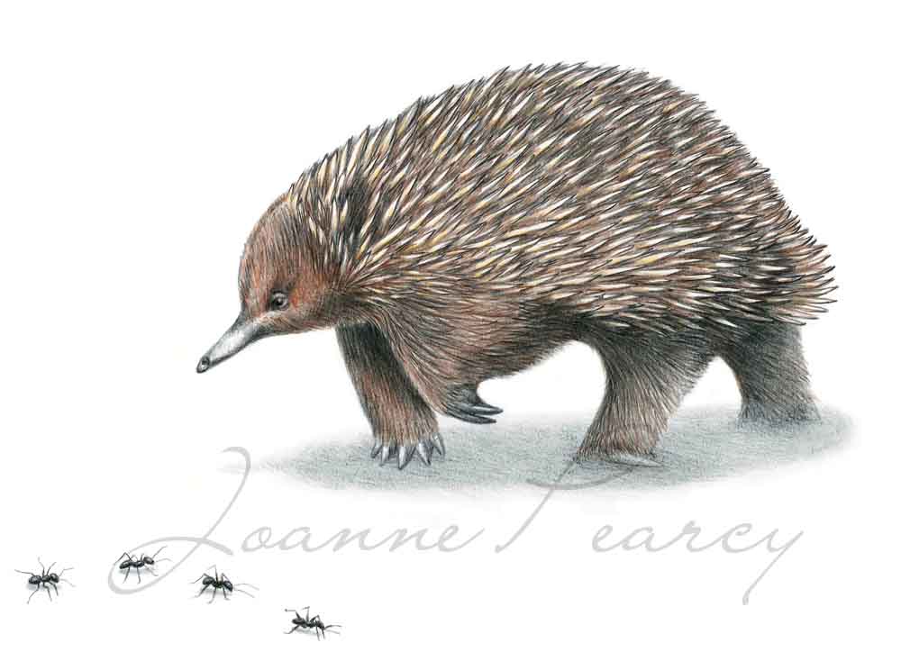 Wildlife Drawings Jo S Desktop