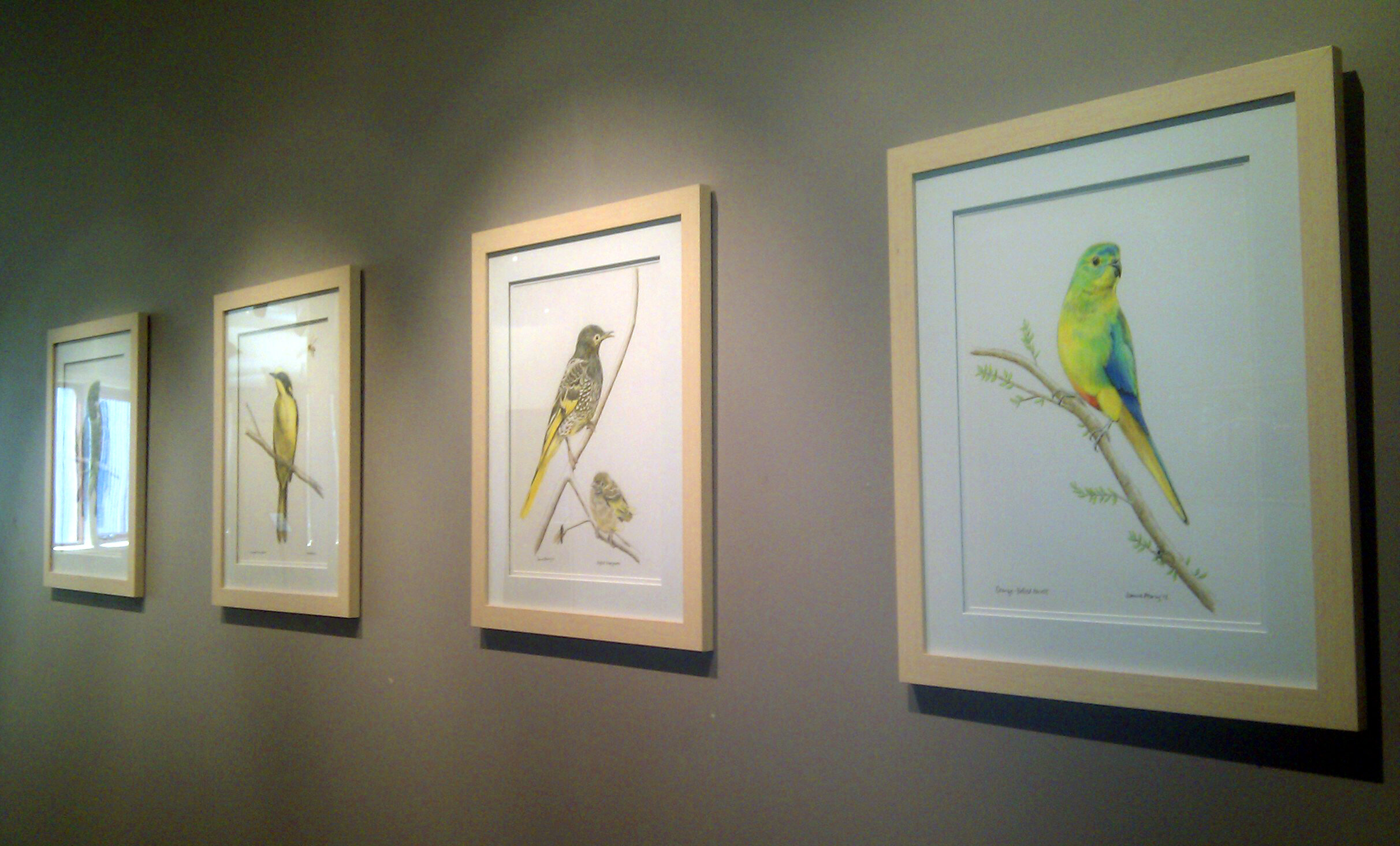 my birds at Burrinja 121014-2.jpg