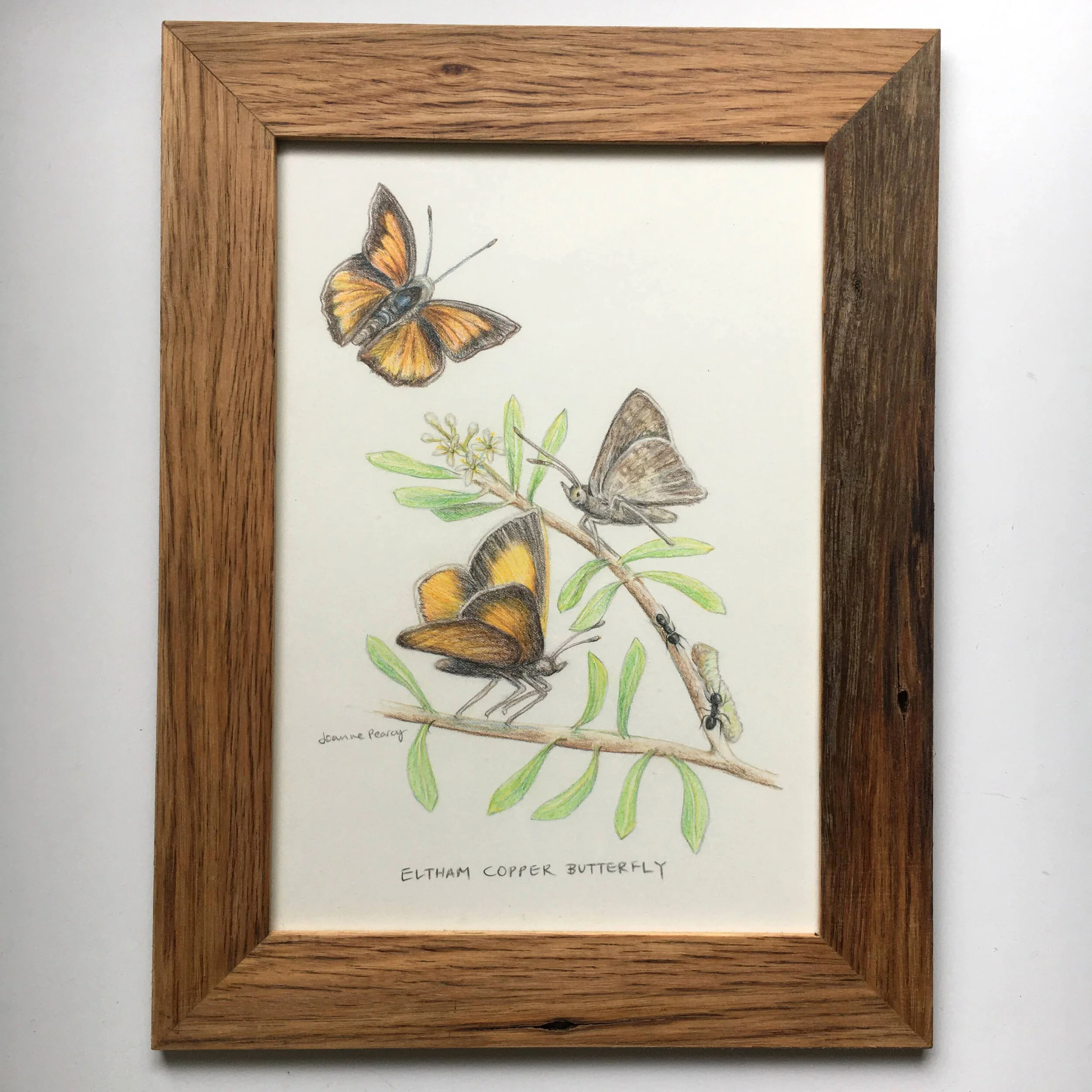 Eltham Copper Butterfly A4 framed by Joanne Pearcy1.jpg