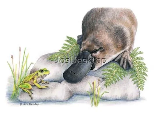 Platypus_water bottle design.JPG
