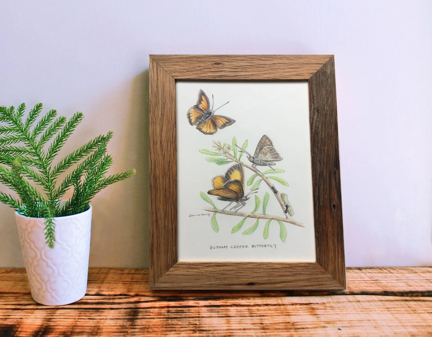 wildlifedrawing_elthamcopperbutterfly_frameddisplay.jpg