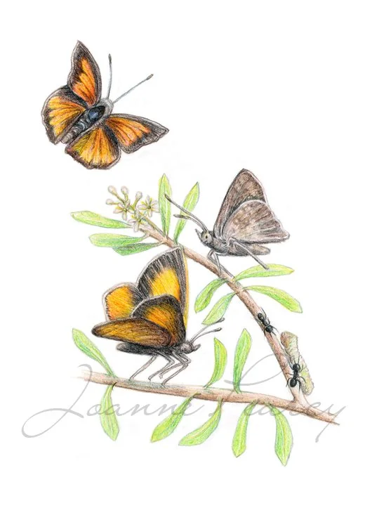 wildlifedrawing_elthamcopperbutterfly.jpg
