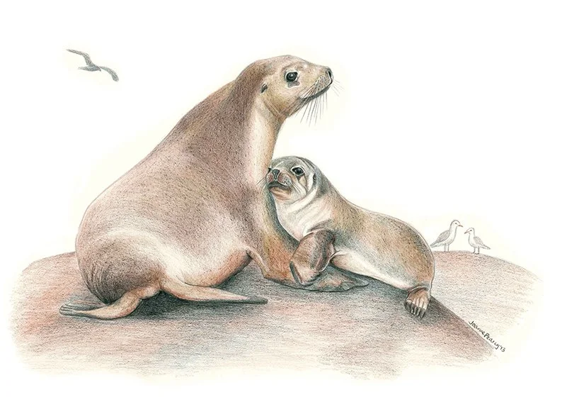 wildlifedrawing_Australiansealions.jpg