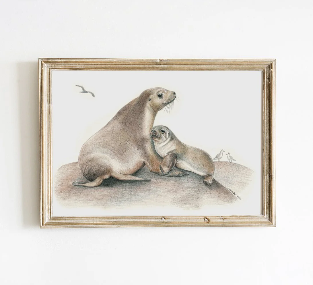 wildlifedrawing_Australiansealions_frameddisplay.jpg