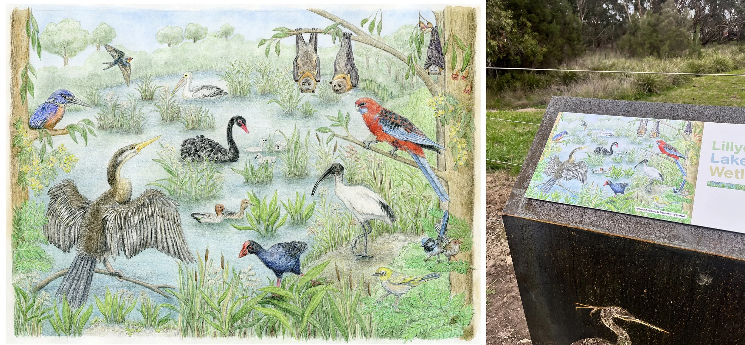 Illustration for Lillydale Lake wetlands signage