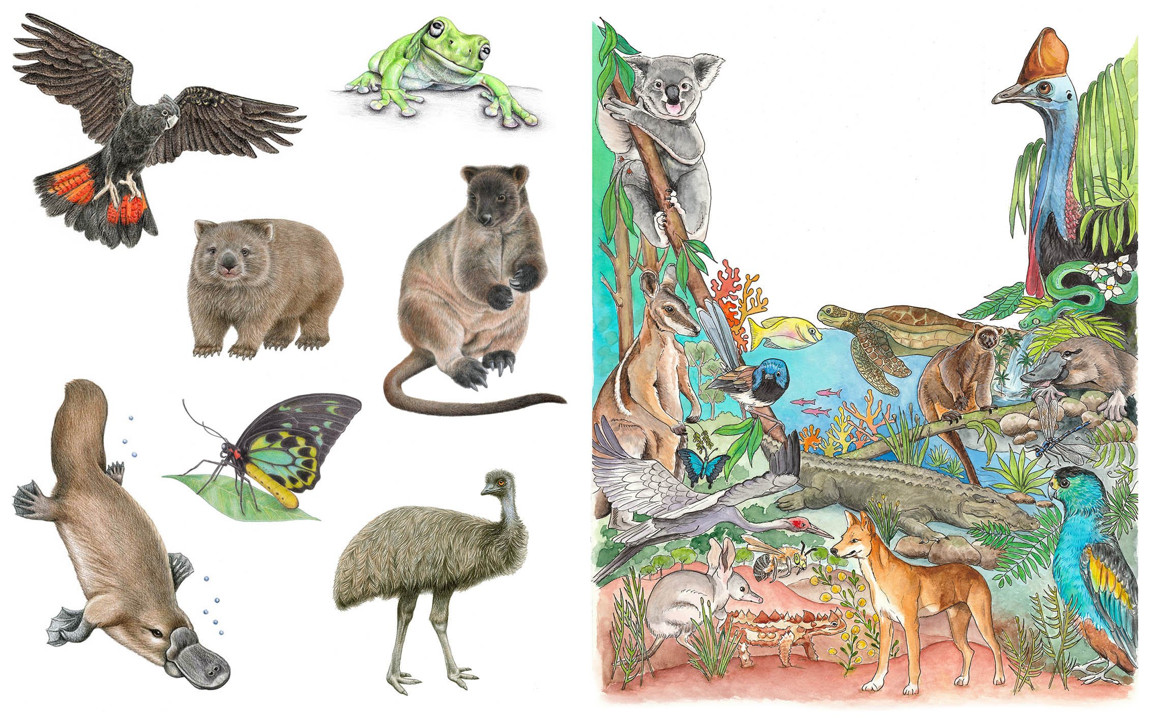Commissioned illustrations (pencil on the left, pen & watercolour on the right) for Gateway Visitor Centres Queensland.