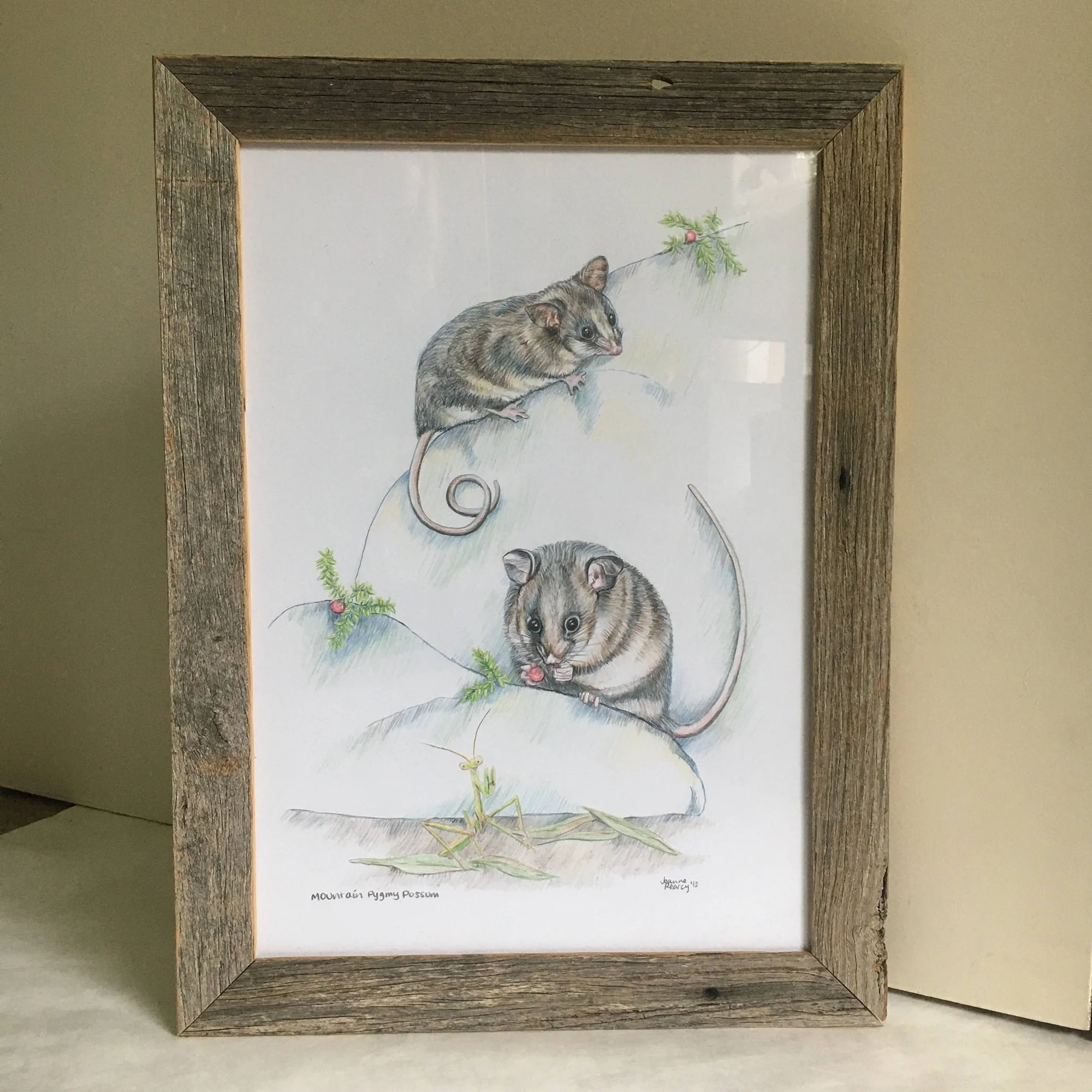 wildlifedrawing_mountainpygmypossums_framed.jpg
