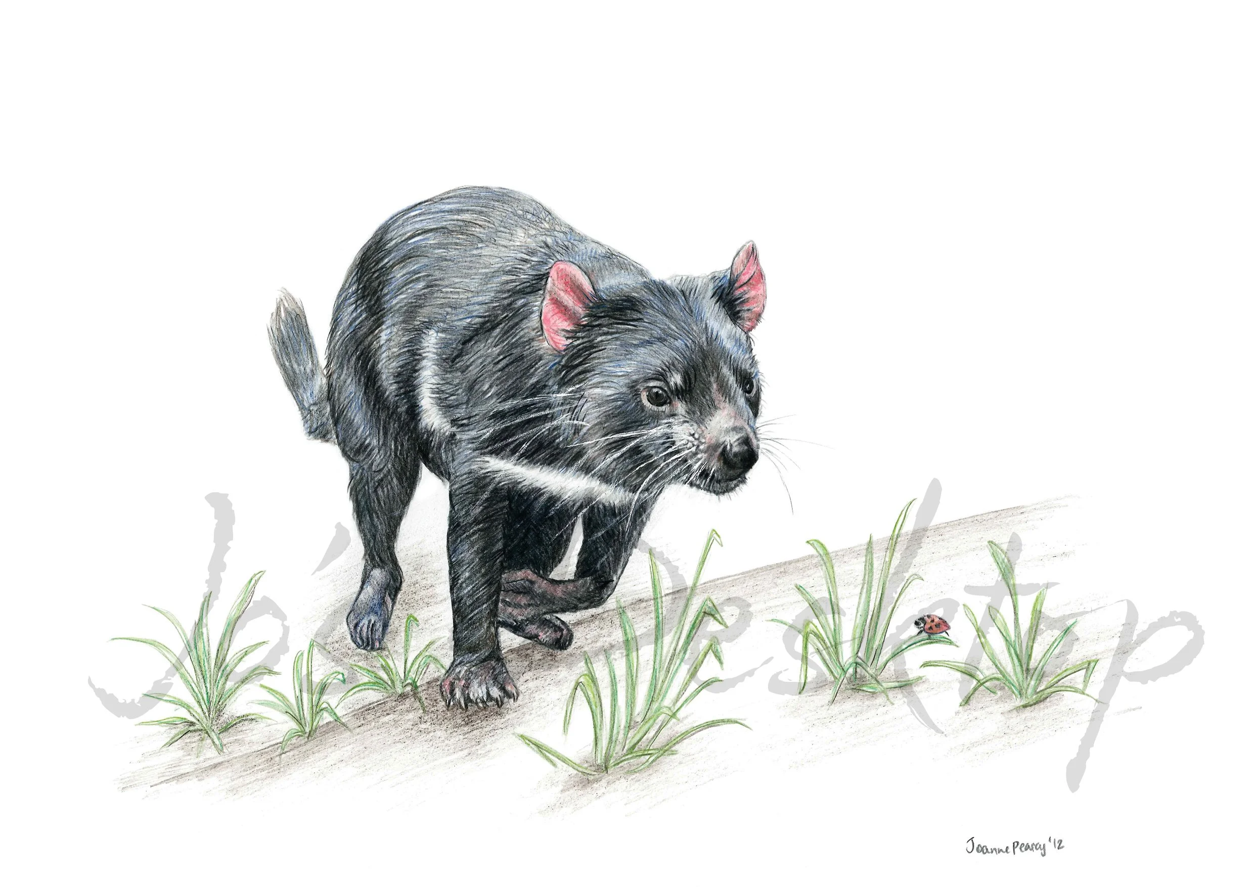 wildlifedrawing_tasmanian_devil_watermarked.jpg