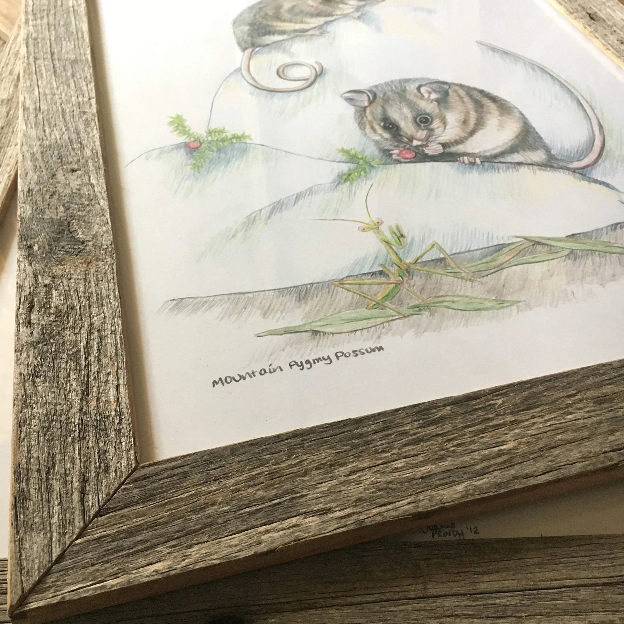 wildlifedrawing_mountainpygmypossums_framed_closeup.jpg