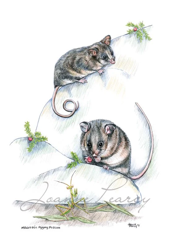 wildlifedrawing_mountainpygmypossum.jpg