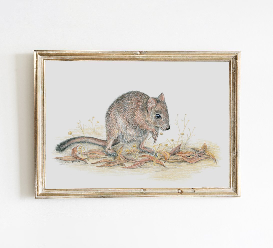 wildlifedrawing_woylie-brushtailedbettong_framed-mockup.jpg