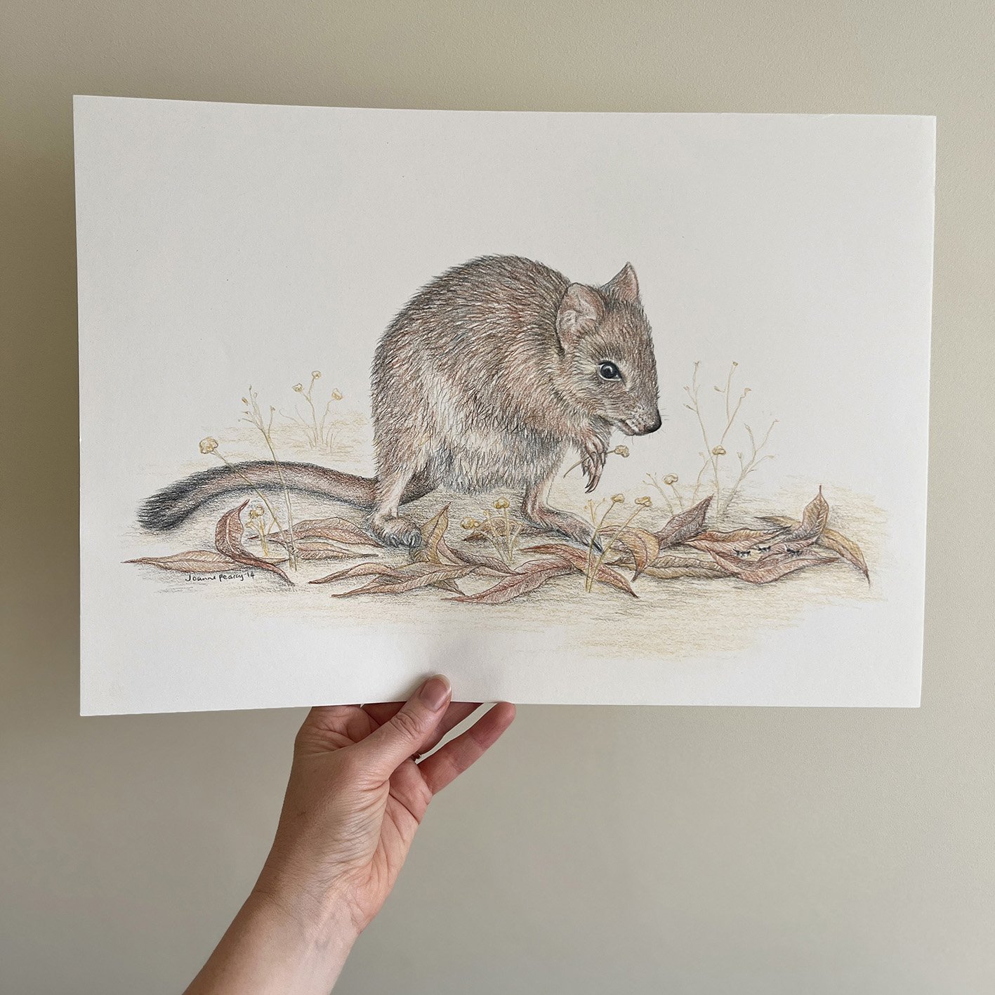 wildlifedrawing_woylie-brushtailedbettong_A3_inhand.jpg