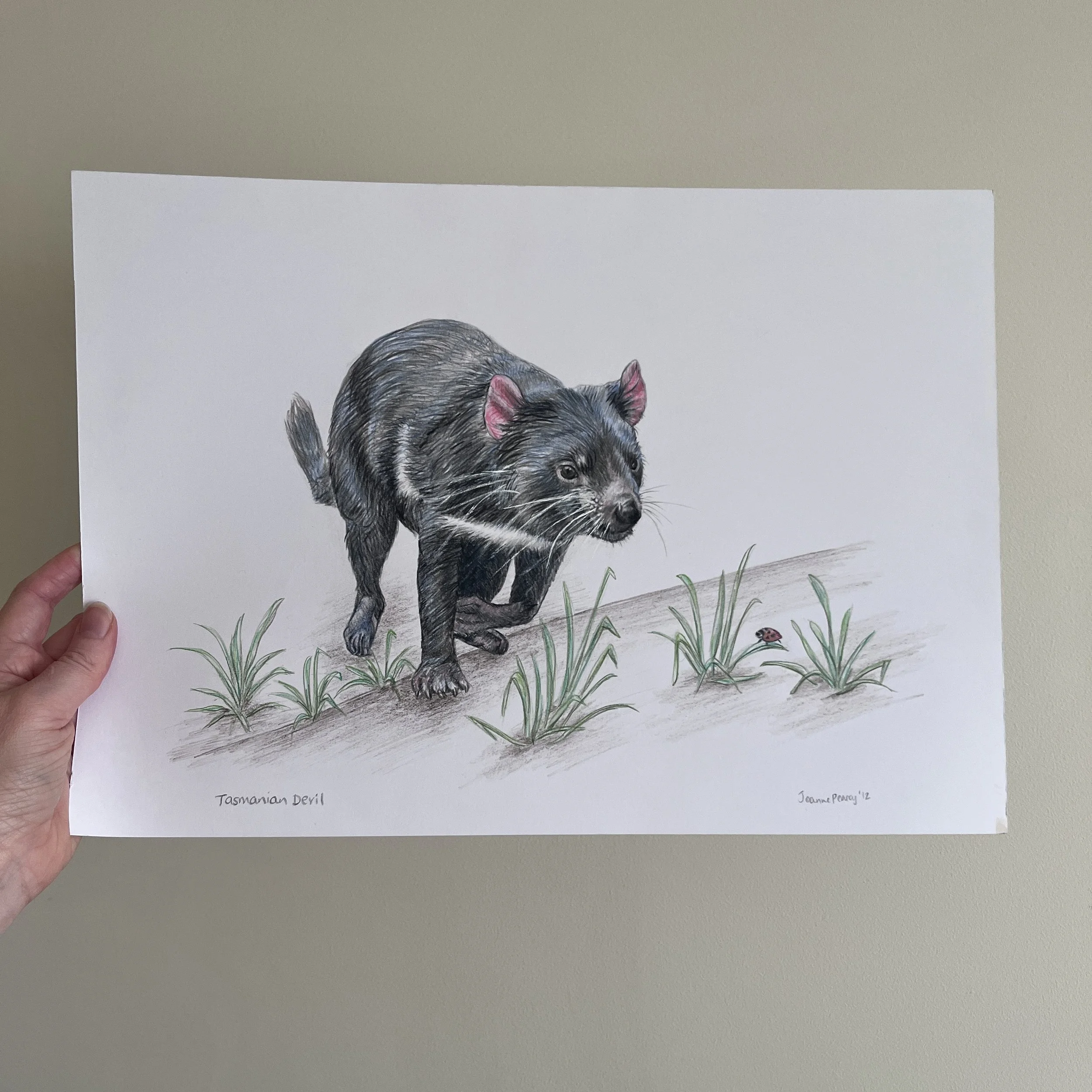 wildlifedrawing_tasmanian_devil_A3_inhand.jpg