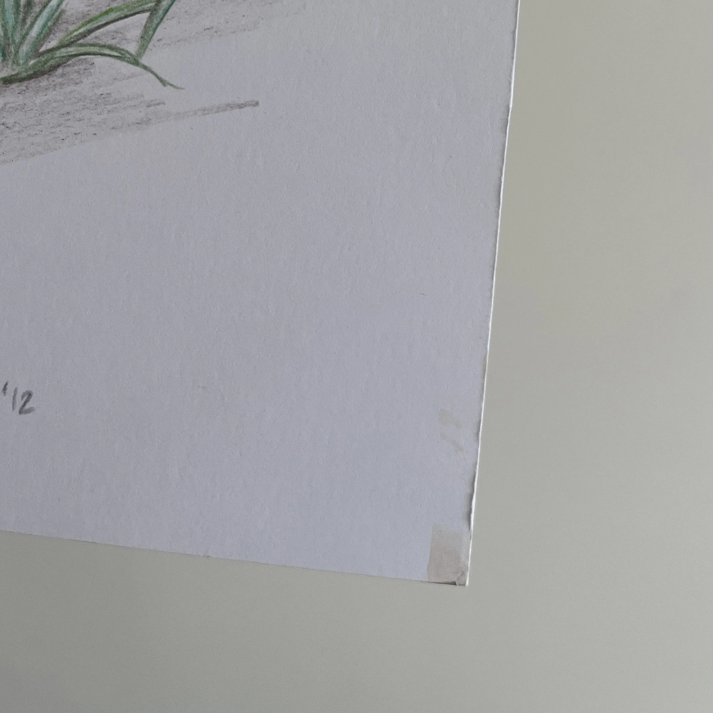 wildlifedrawing_tasmanian_devil_damaged corner.jpg