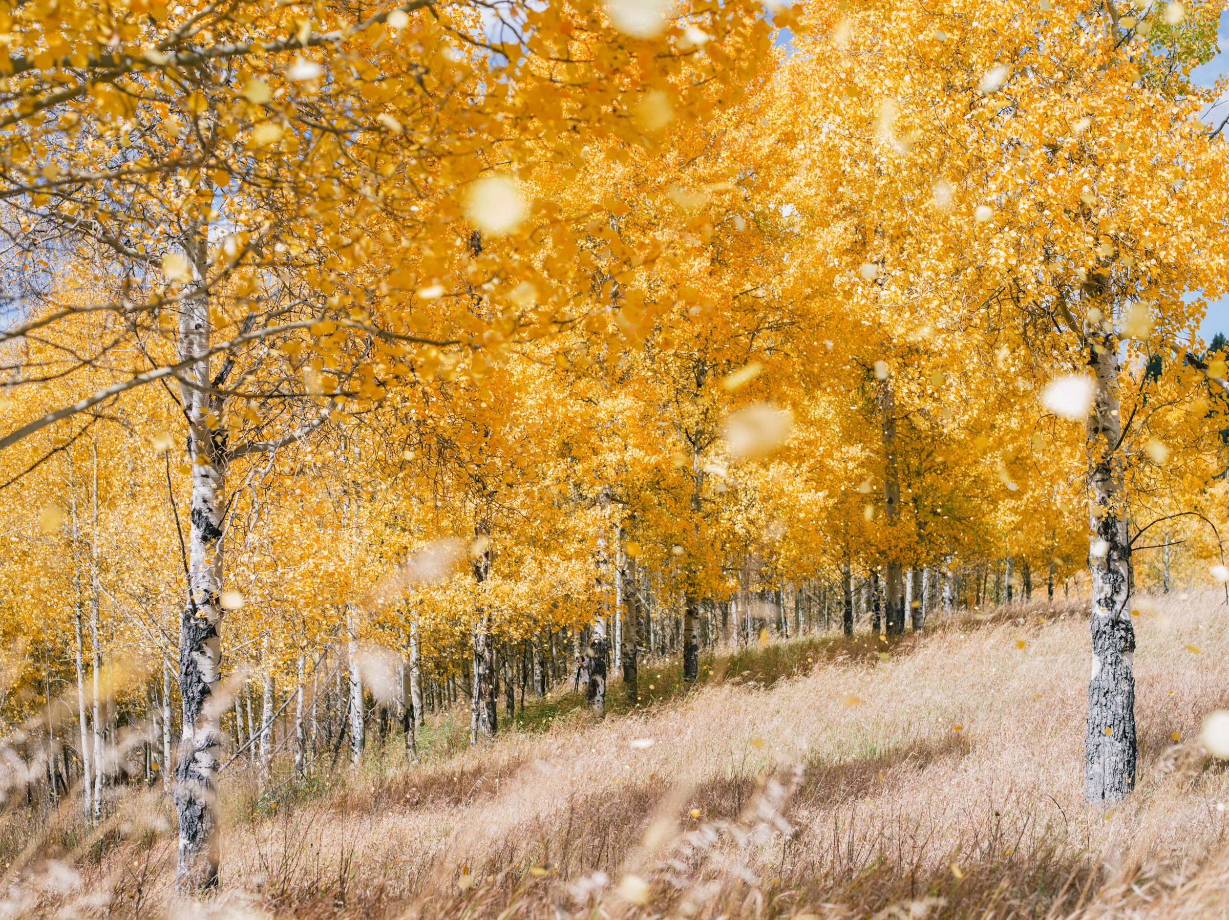 miknayr-SS-Fall-0017.jpg