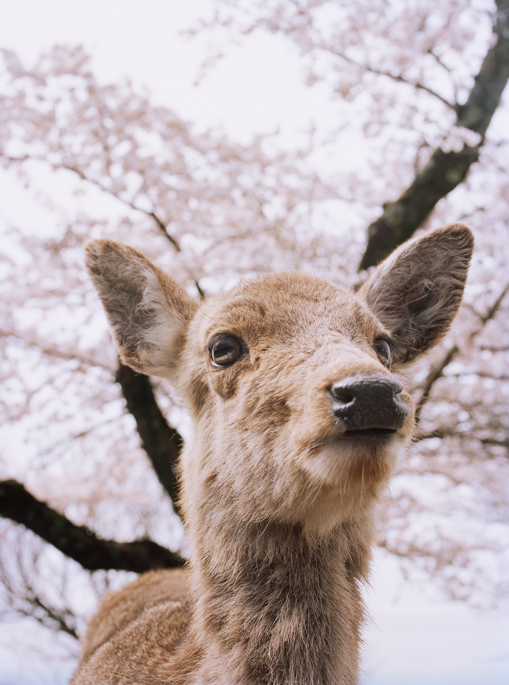 working deer portrait portrait copy.jpg