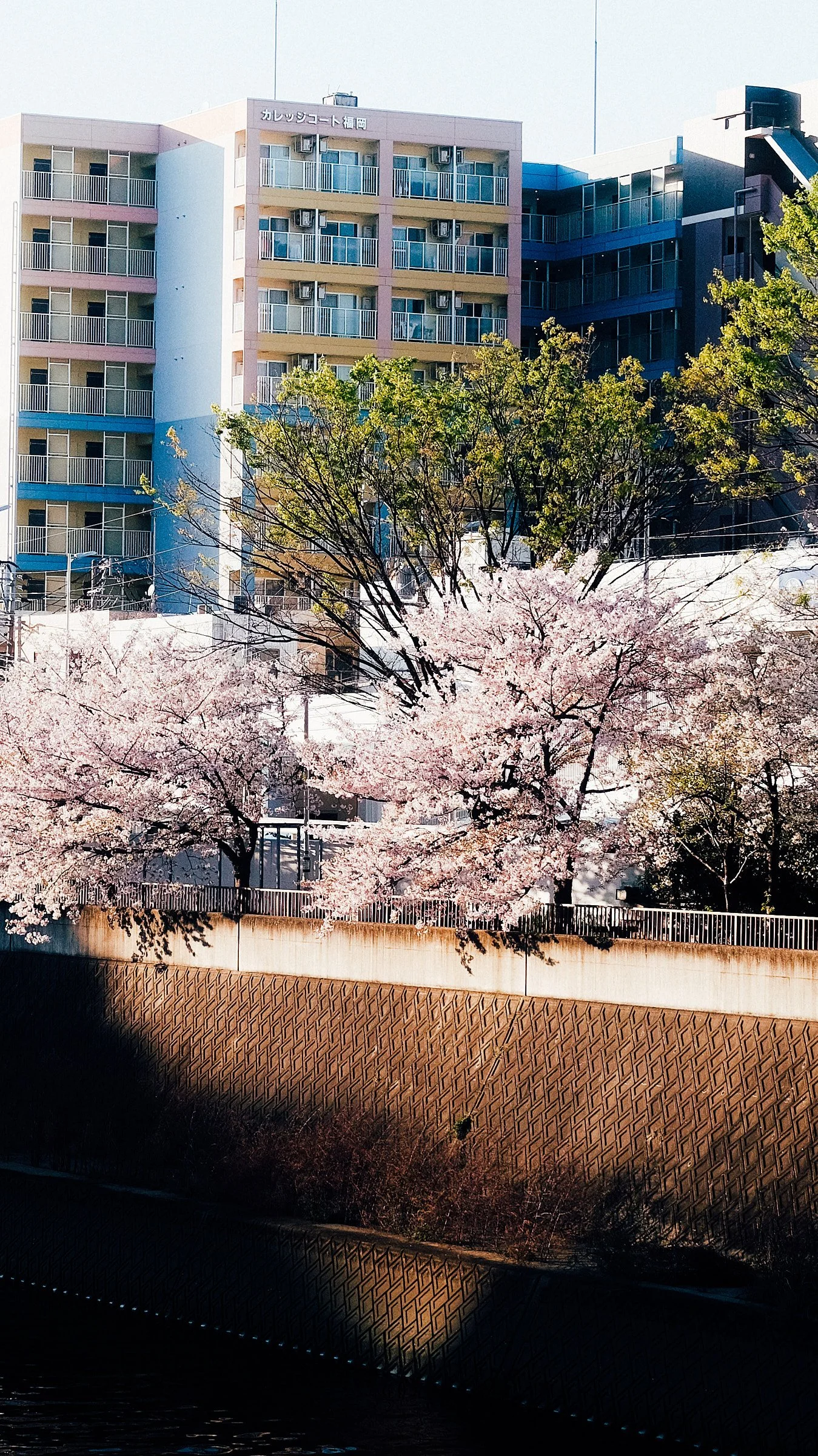IG_IMG_6696.jpg