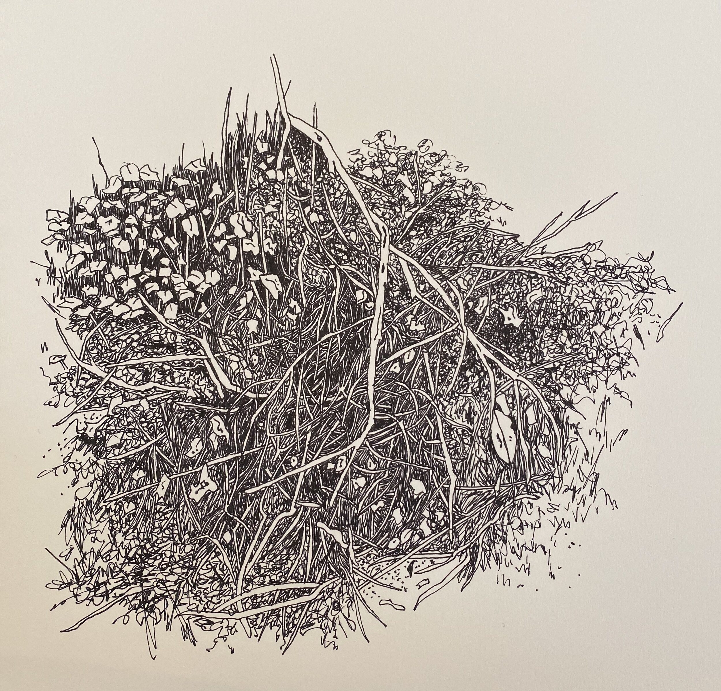Scrublands