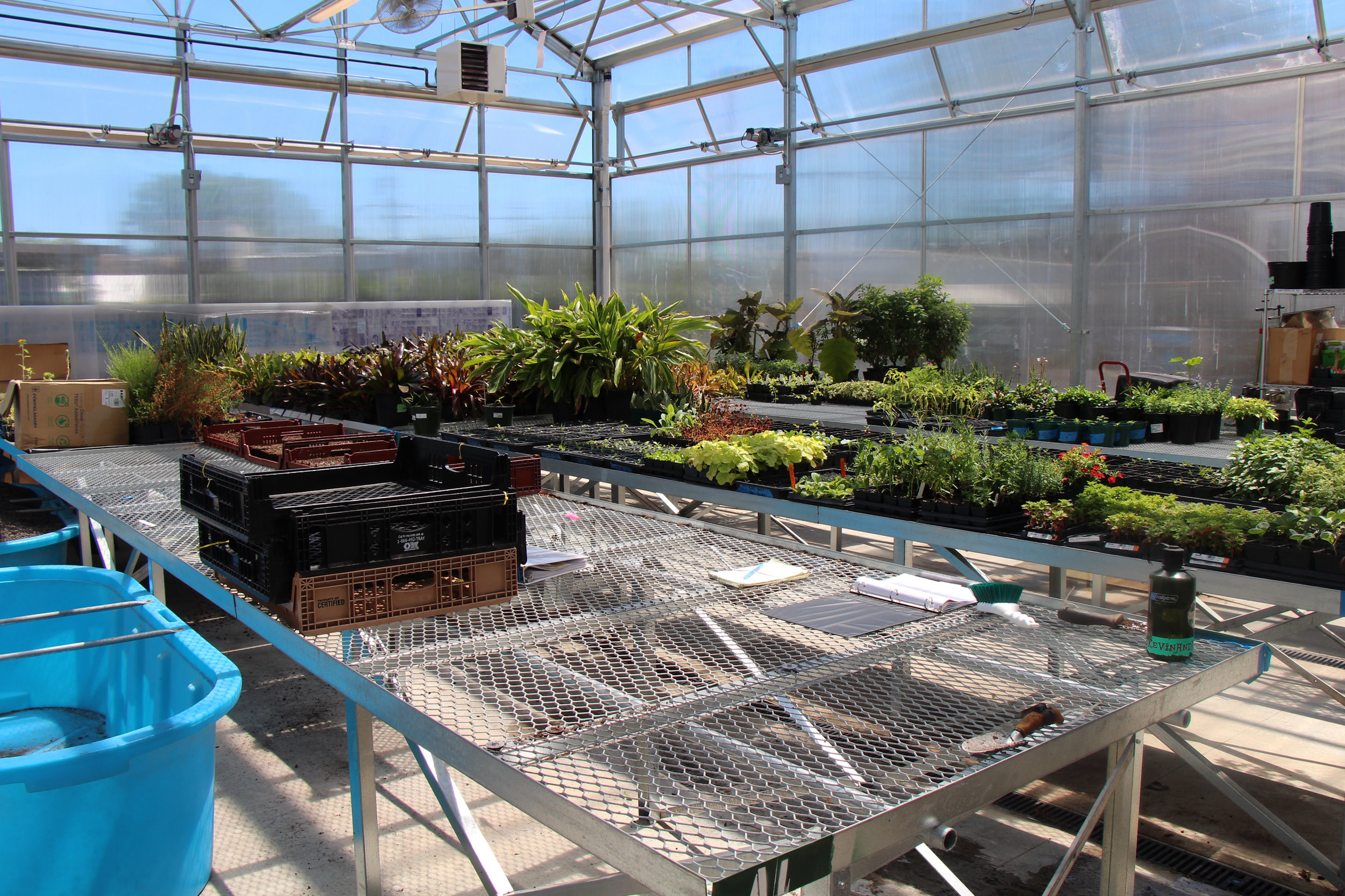 The Greenhouse is a 7,300 sq. ft.room where the growing processes start.