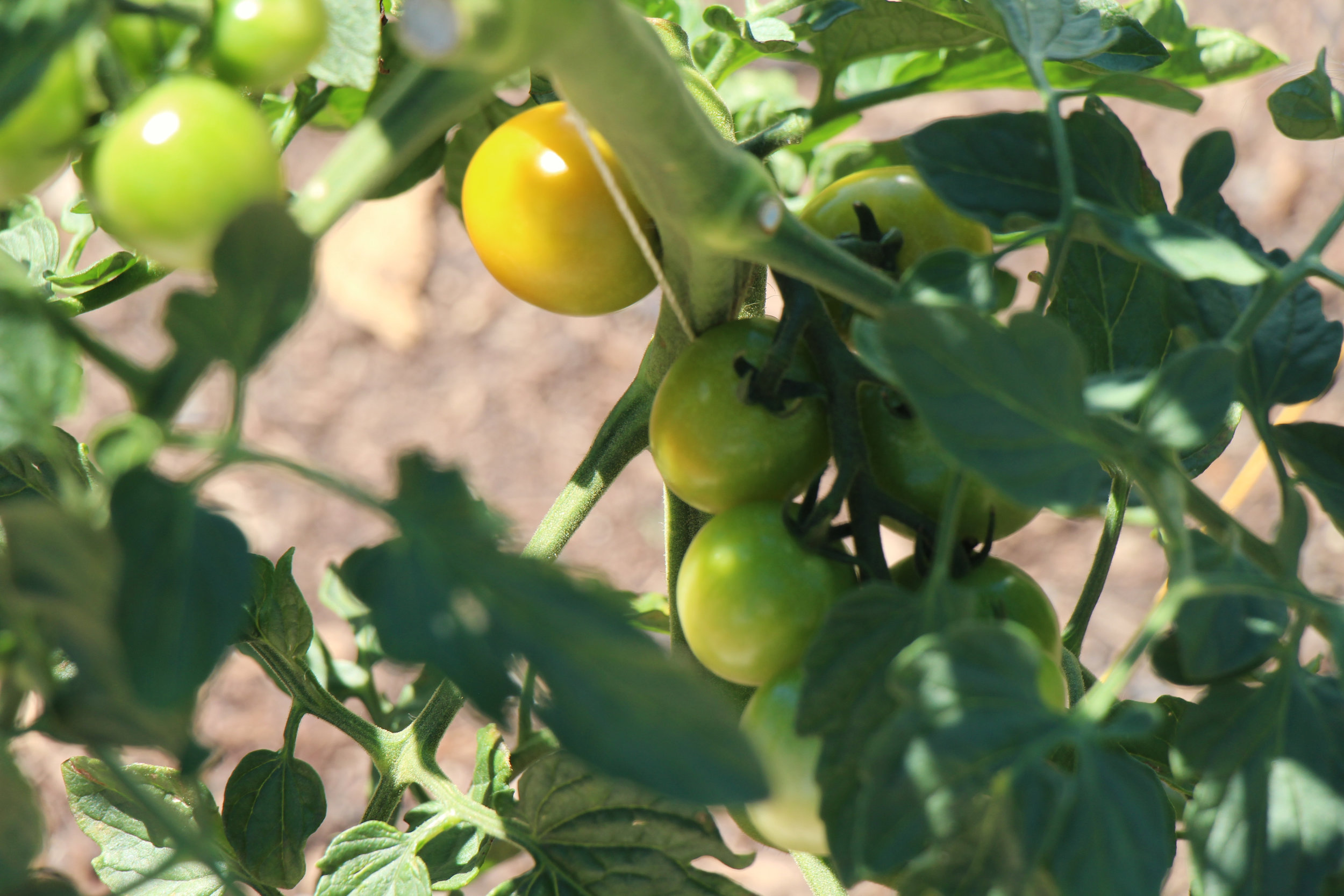  Tomatoes starting to sprout on the farm.