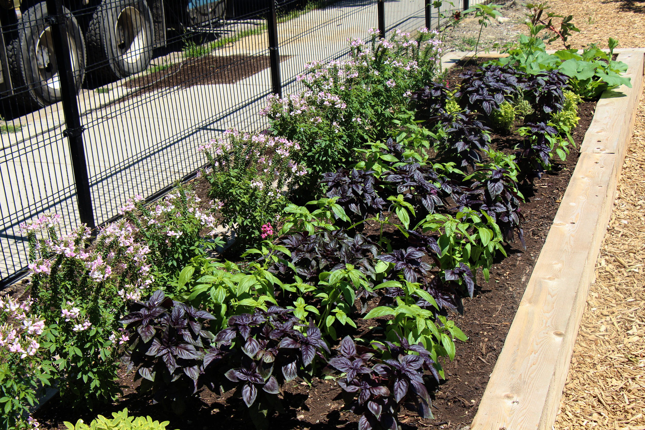 An aggregation of herbs growing on the North end of the garden