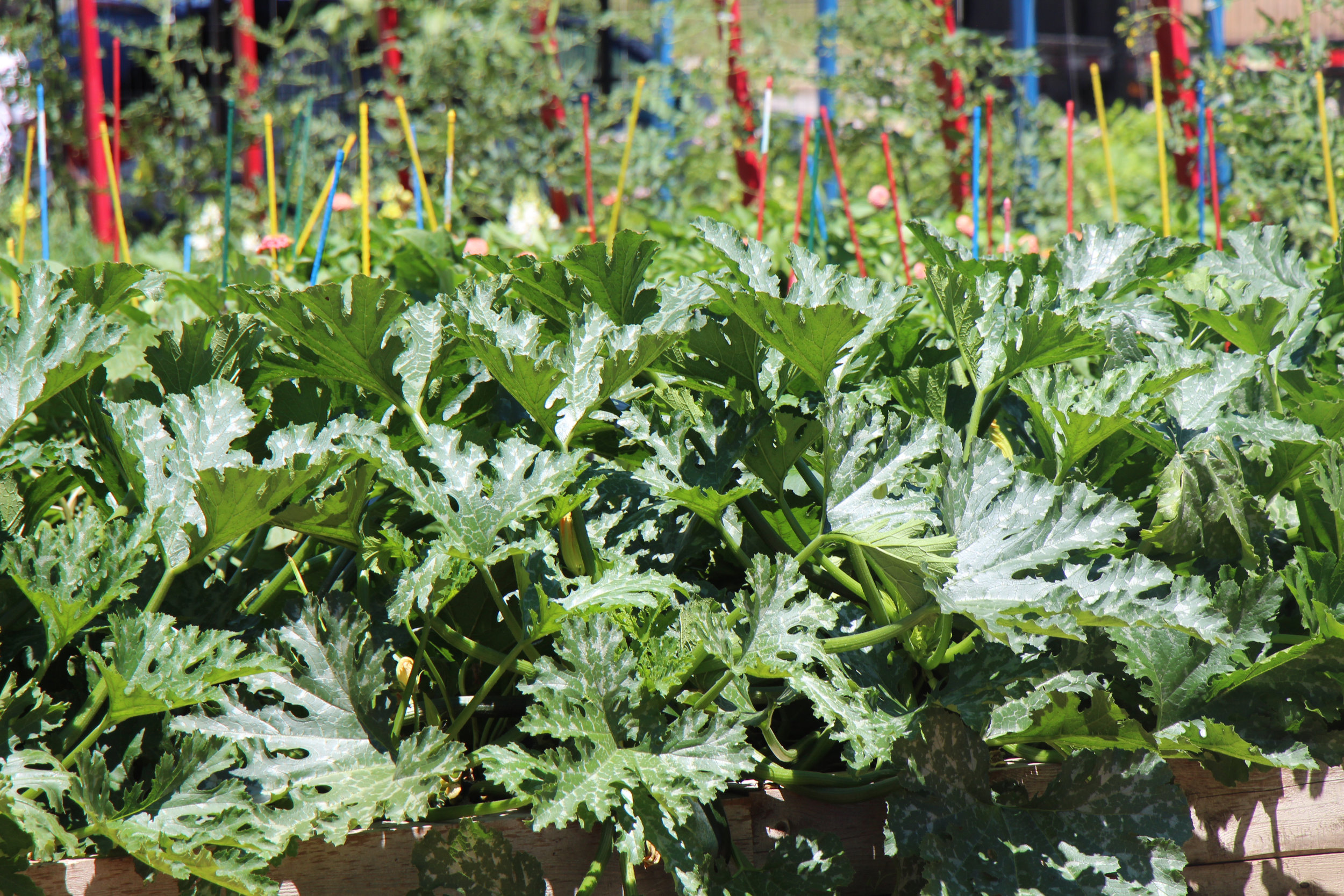  Multiple  forms of greens growing in the garden 