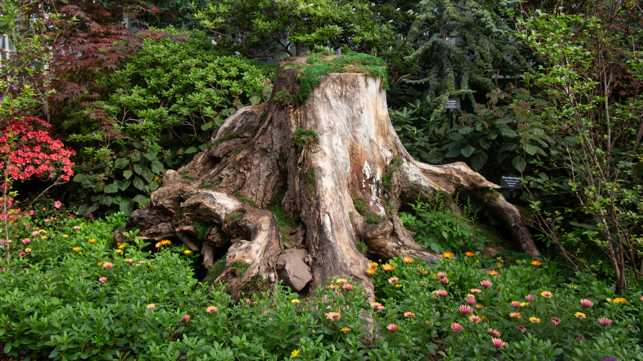  Repurpose tree salvaged for display at the GarField Park Conservatory. 