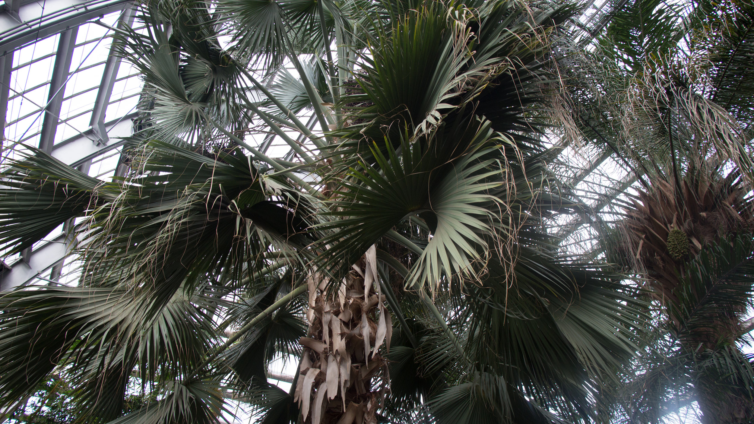  93 year old Sheelea palm tree that has outgrown its home at Garfield Park Conservatory. 