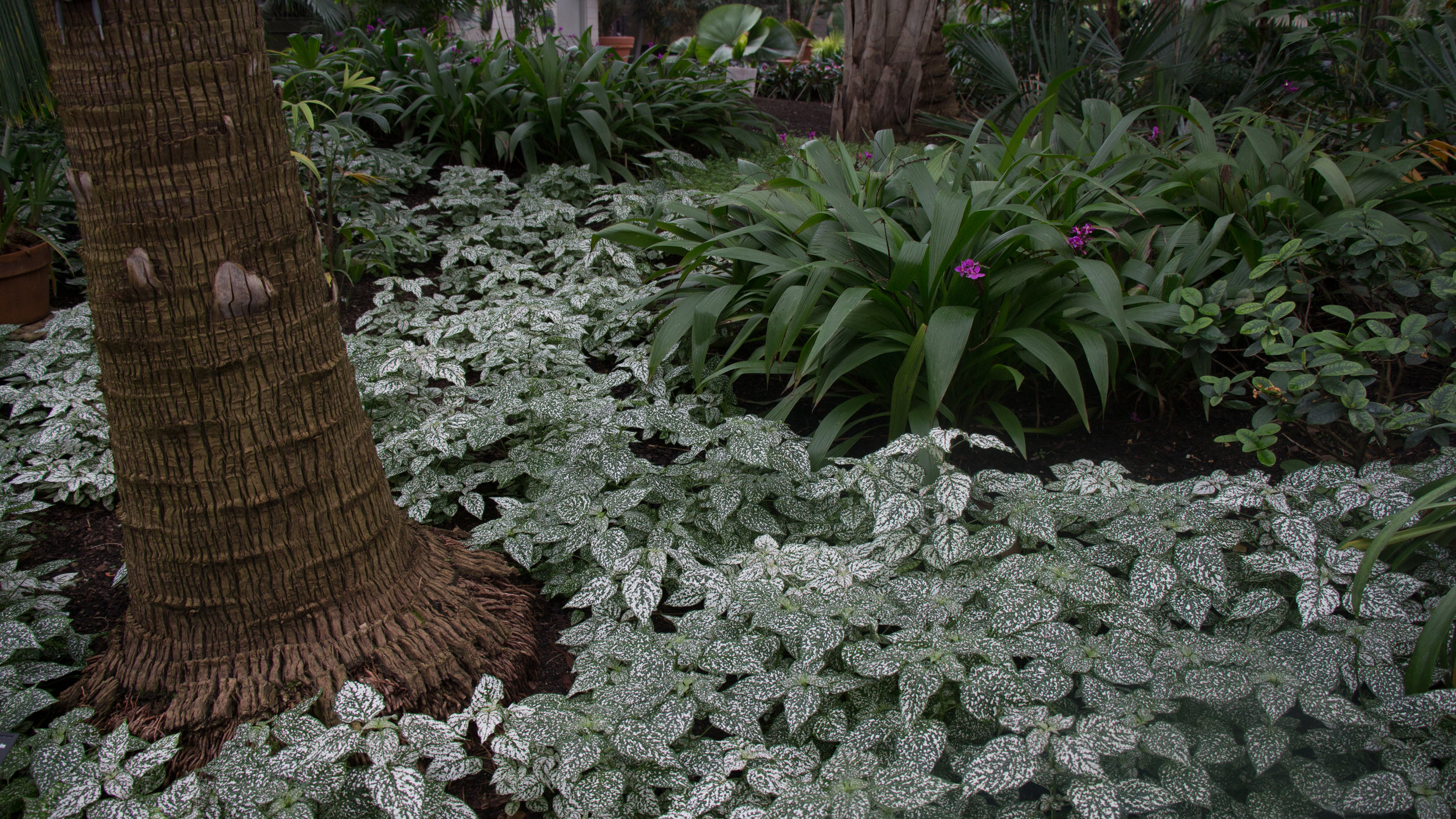  Plants featured in the Palm House of the westside conservatory. 